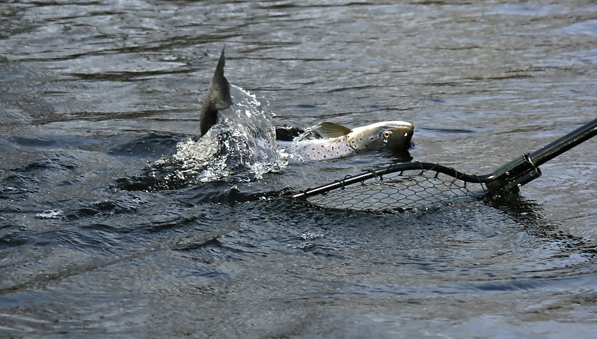 Netting a fish