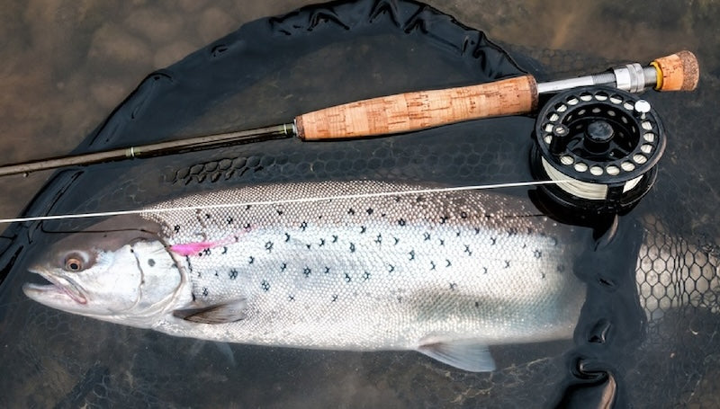 Trout in net next to Fly Rod