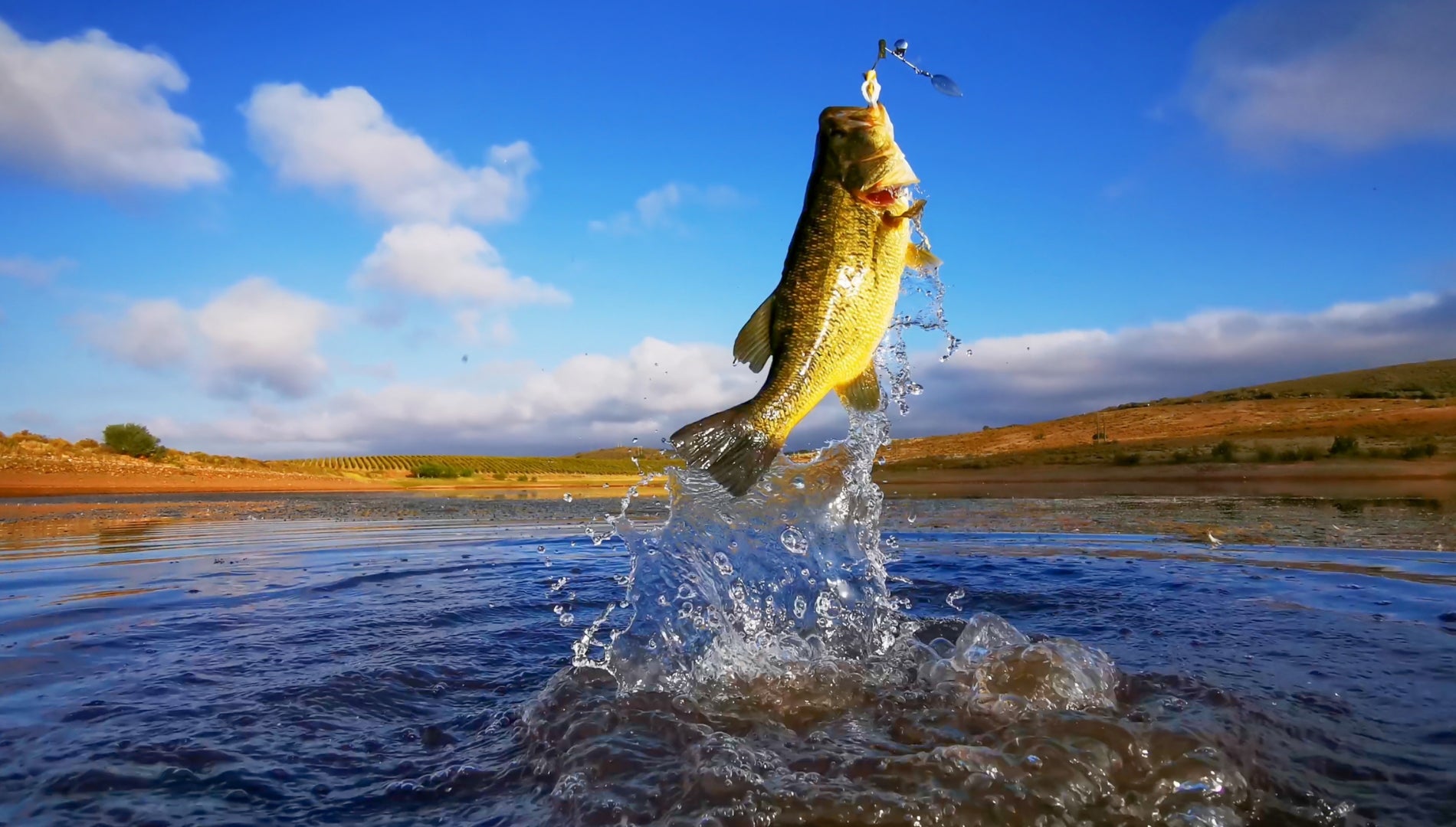 Bass jumping out of water