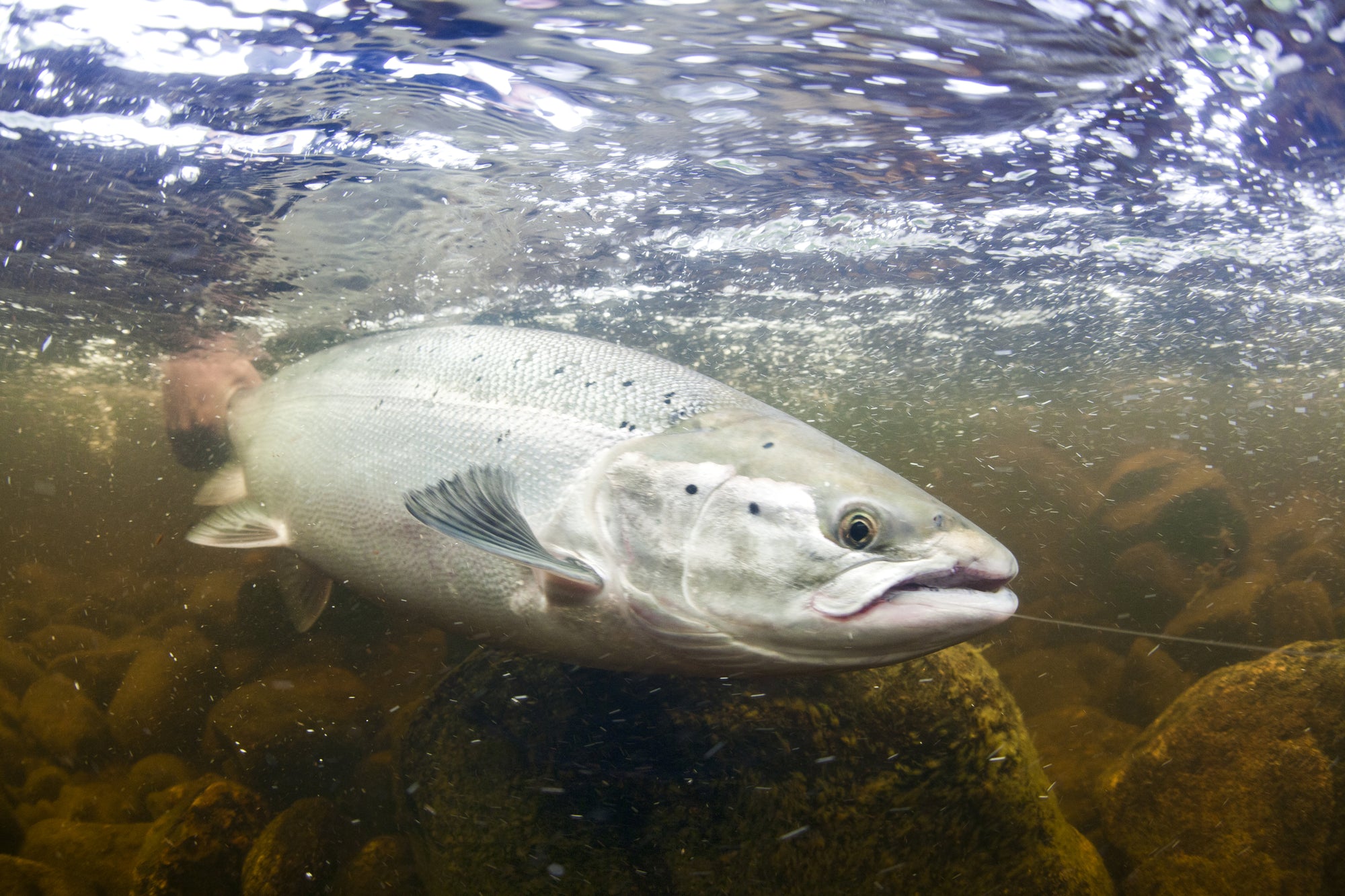 Salmon underwater with line in mouth