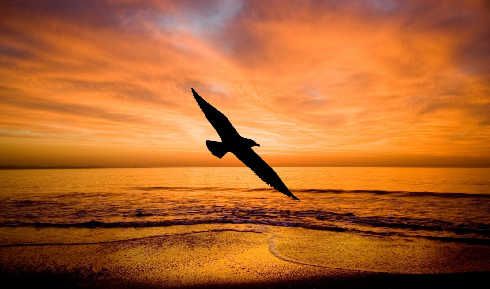 Seagull flying at sunset
