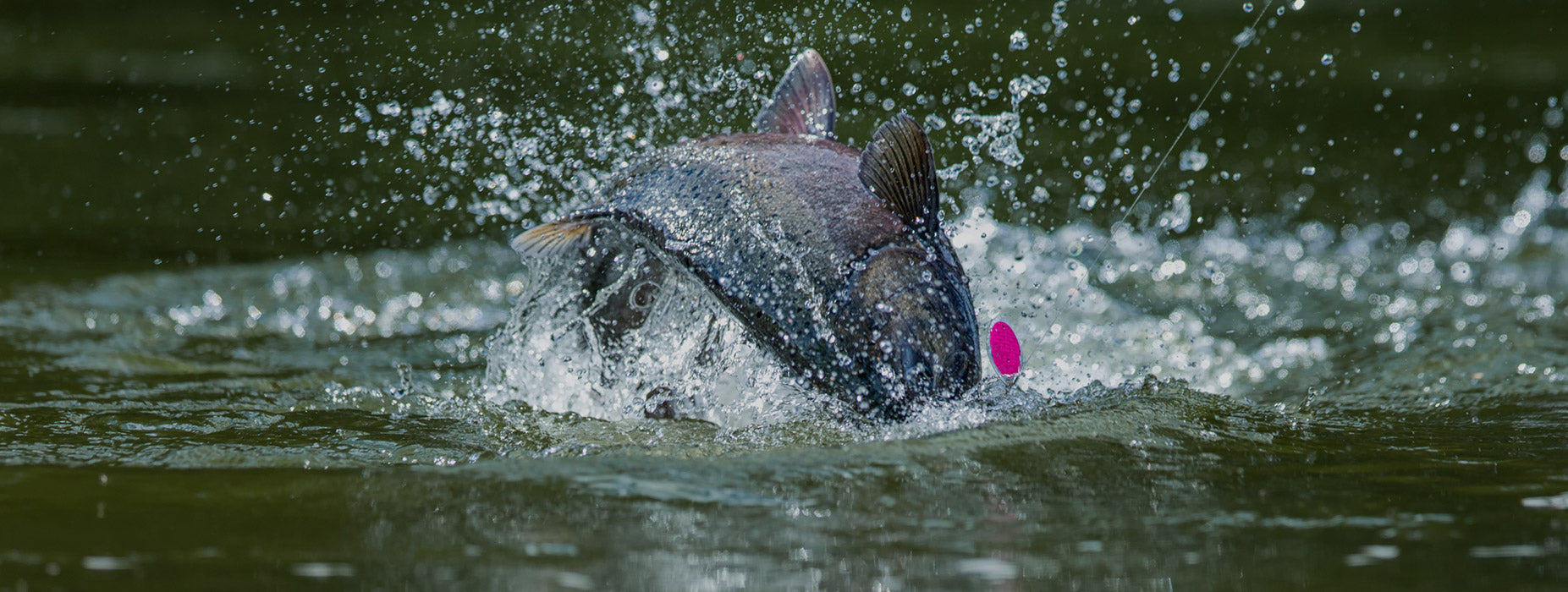 Caught fish jumping in water