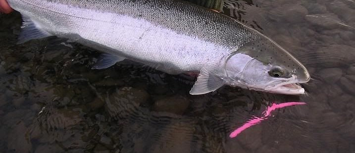 Salmon with pink lure in mouth